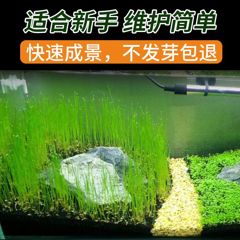 【补贴10%】鱼缸水草种子生态造景套餐植物种籽孑水培阴性真草盆栽装饰牛毛 小牛毛1000粒试用装 均码