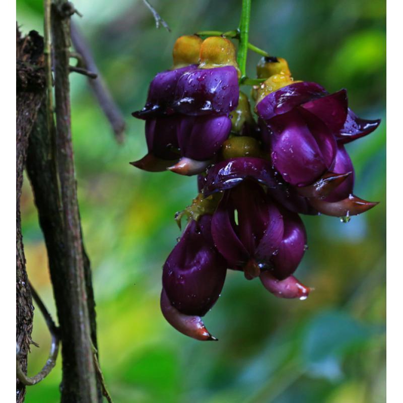 种子油麻藤棉麻四季常绿油麻藤牛马藤大血藤藤花卉林木种