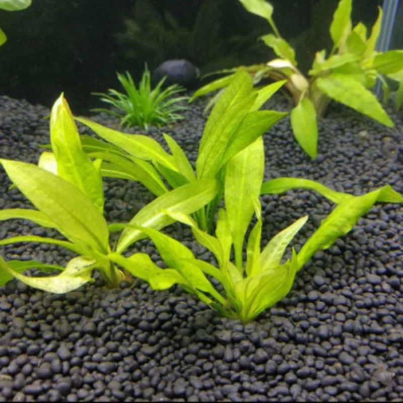 水族箱造景水草前景草鱼缸活体珍珠陀草水草迷你水草系列 青旦一颗