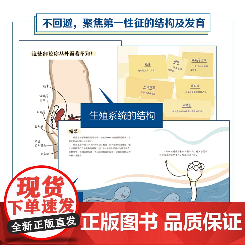 精子有话说 青春期性教育 青春期男孩 生理科普 10-16岁男孩自主阅读 北京科学技术高清大图
