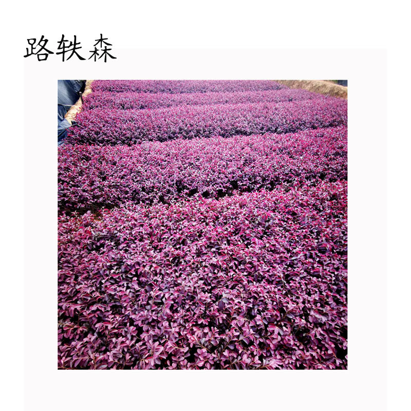 路轶森 红继木 0.8m高清大图