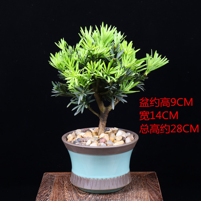 古达罗汉松盆景室内盆栽植物好养客厅办公室桌面绿植四季常青净化空气5年罗汉松 宽口盆带盆栽好报价 参数 图片 视频 怎么样 问答 苏宁易购