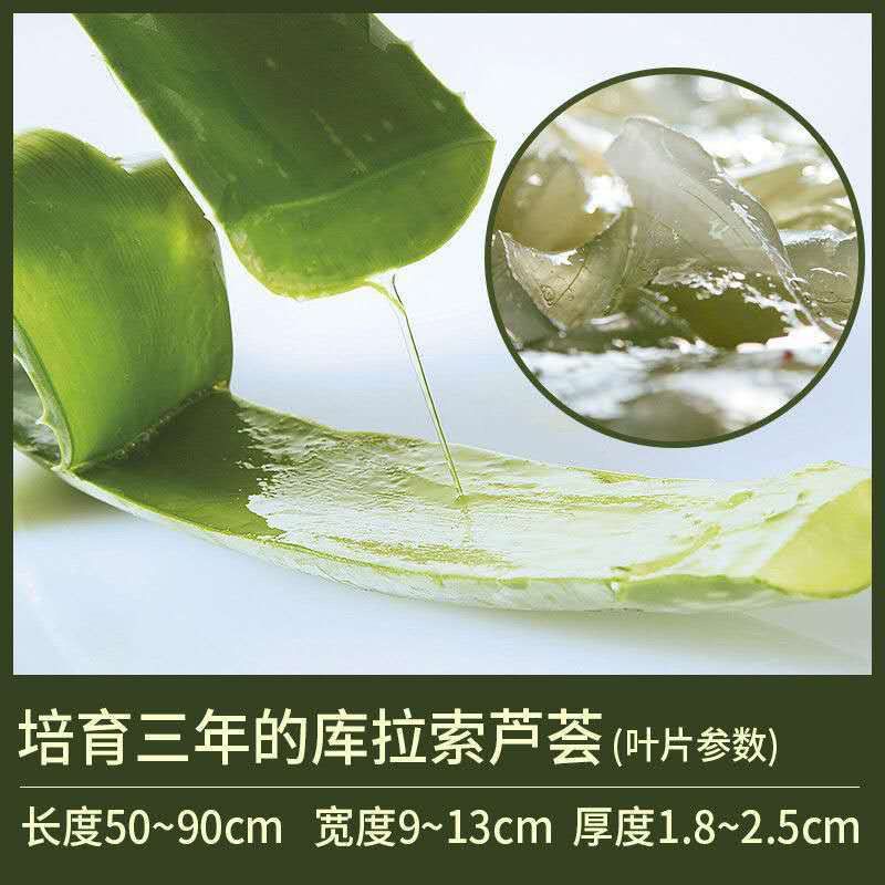 保湿乳中样旅行装 雅丽洁芦荟舒润身体乳舒缓修护润肤乳补水保湿滋润女身体护理乳液