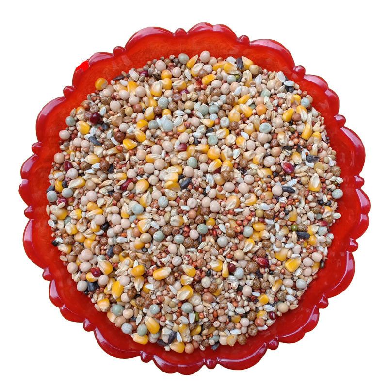 赛飞a级高能量玉米鸽子饲料营养赛鸽专用信鸽粮鸽子用品鸽粮鸽料赛