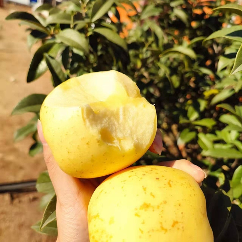 鲜贝达维纳斯黄金苹果3斤大果[75-80mm][顺丰]高清大图