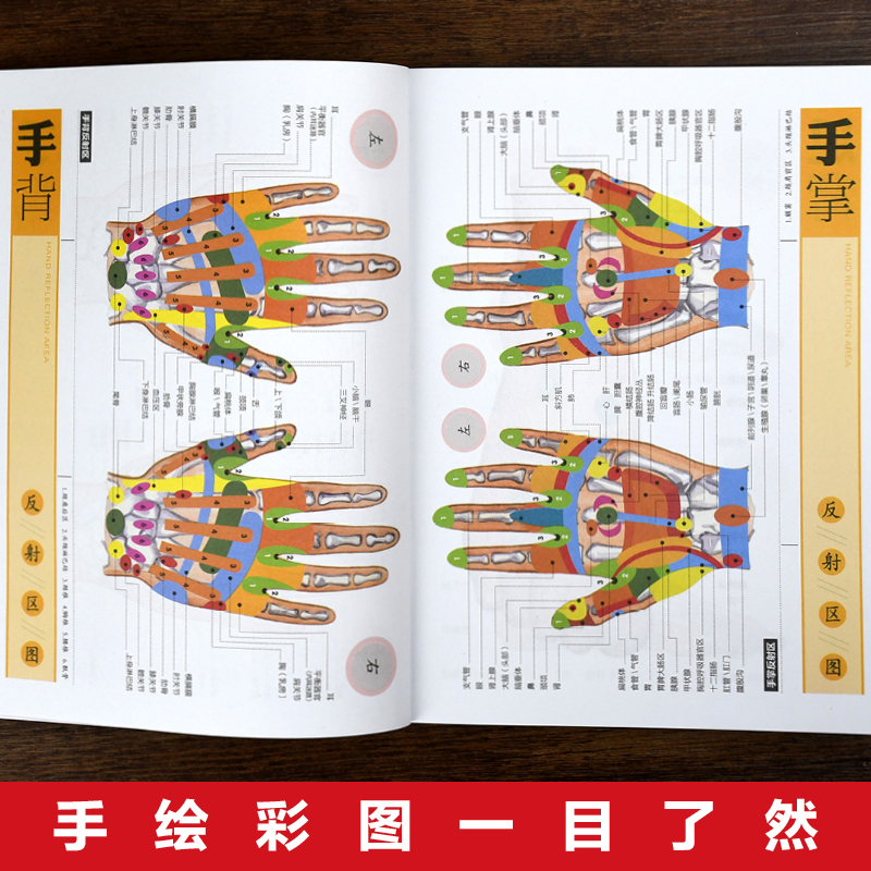 [正版]彩绘图解手足耳穴位按摩书籍 轻松找穴对症按摩 经络穴位按摩大全书籍 人体穴位经络图 中医穴位书籍中医推拿按摩畅高清大图