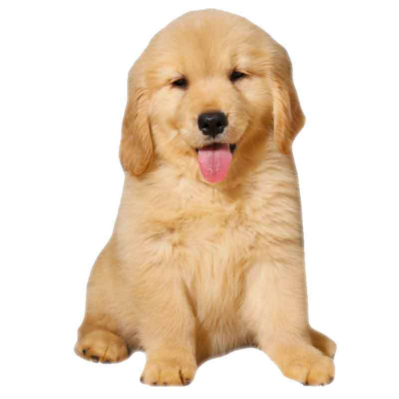 宠太萌宠物狗活体宠物狗活体幼犬金毛犬活体纯种金毛幼犬活体宠物狗