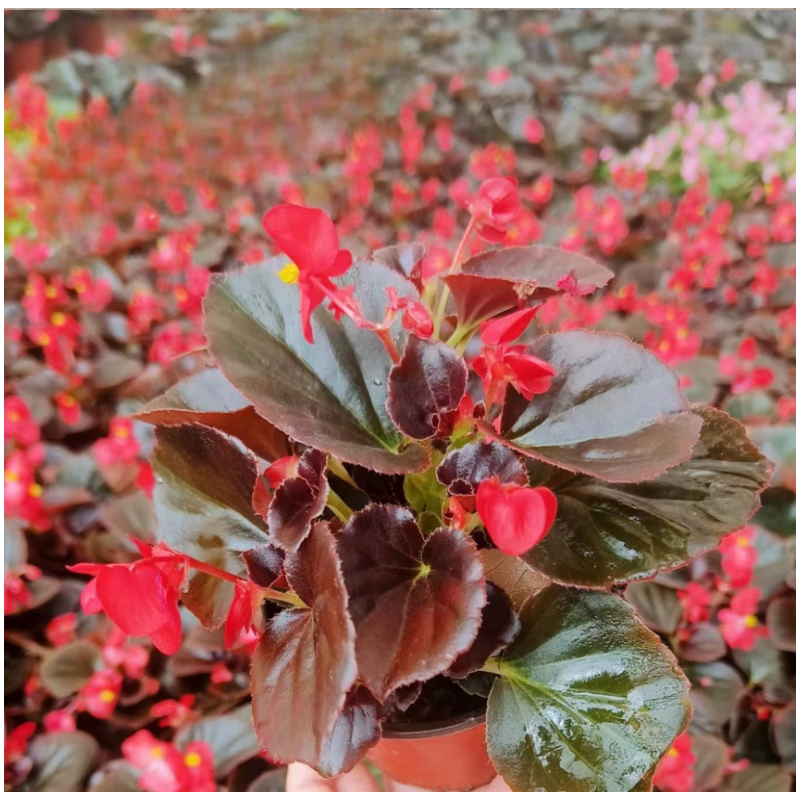 诚智旺 小海棠 株高约19cm/棵高清大图