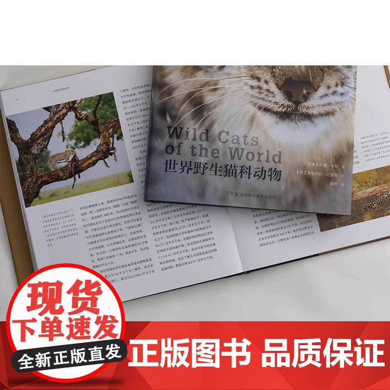 世界野生猫科动物中国国家地理全景猫盟百科全书珍惜野生哺乳动物猫科动物种类大全生物图鉴书籍神秘野生动物大猫咪图书集DL高清大图