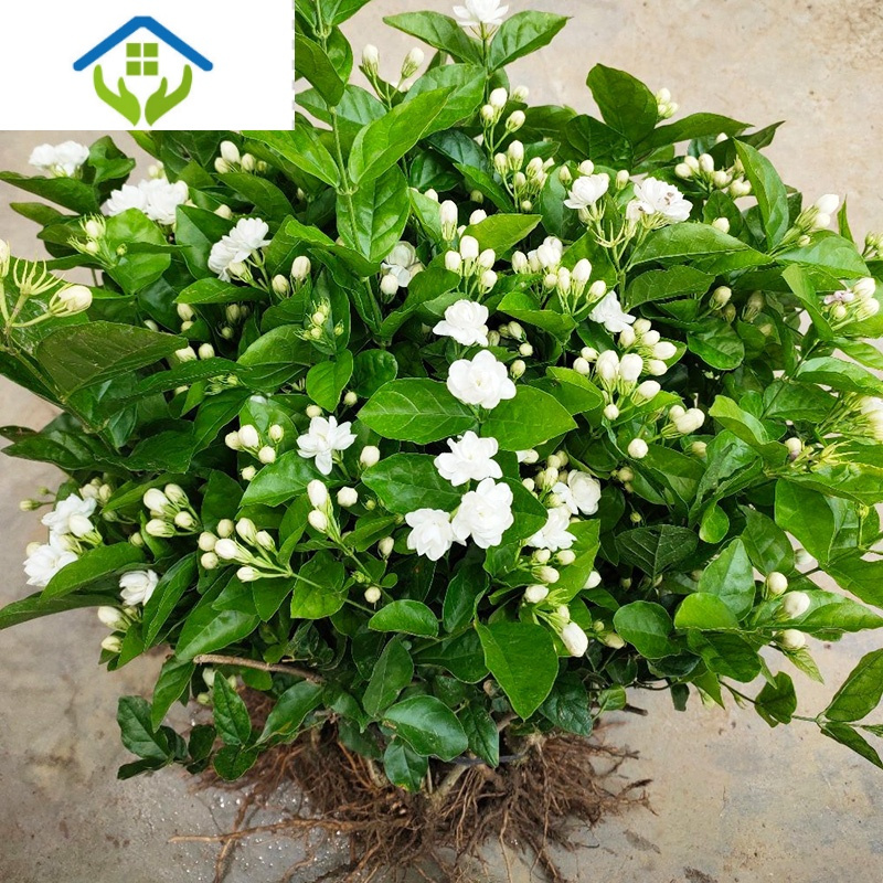 御蓝锦茉莉花苗室外绿植花卉阳台茉莉花盆栽四季开花庭院观花植物报价 参数 图片 视频 怎么样 问答 苏宁易购