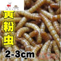 面包虫粉虫大麦虫爬虫饲料蜘蛛蜥蜴乌龟仓鼠鸟食物昆虫 小号饲养盒