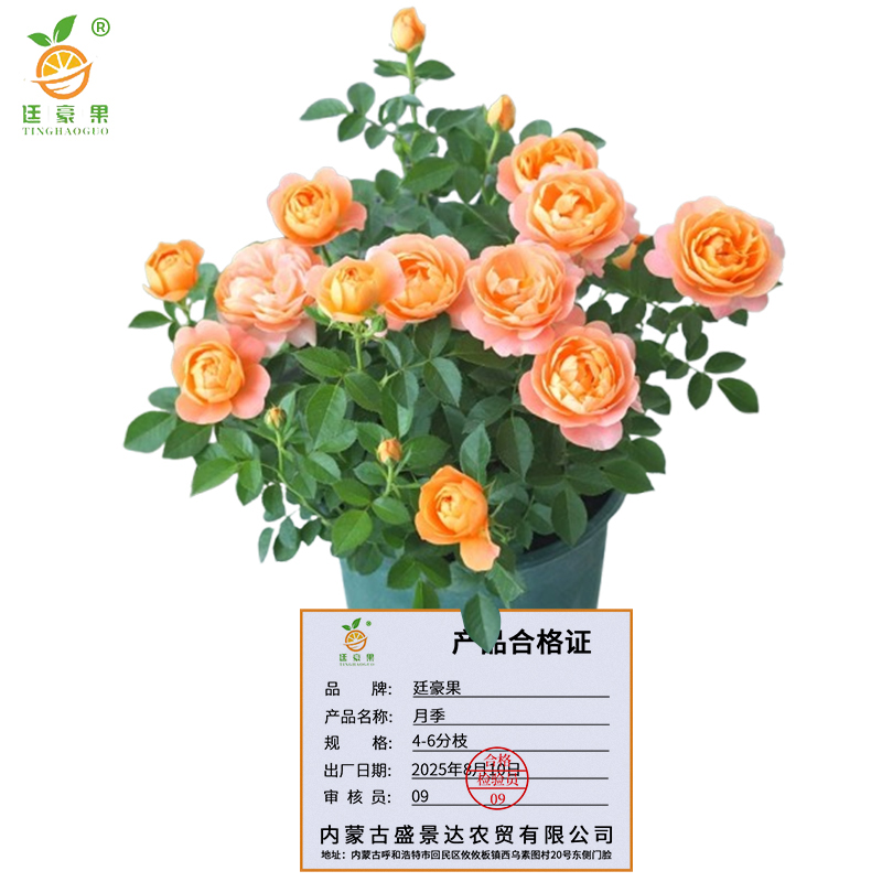 廷豪果 月季 4-6分枝 /棵高清大图