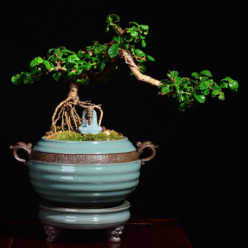 创意绿植盆景绿萝花盆陶瓷批发中国风室内紫砂吊兰盆大带托盘 Y921+Y882 大