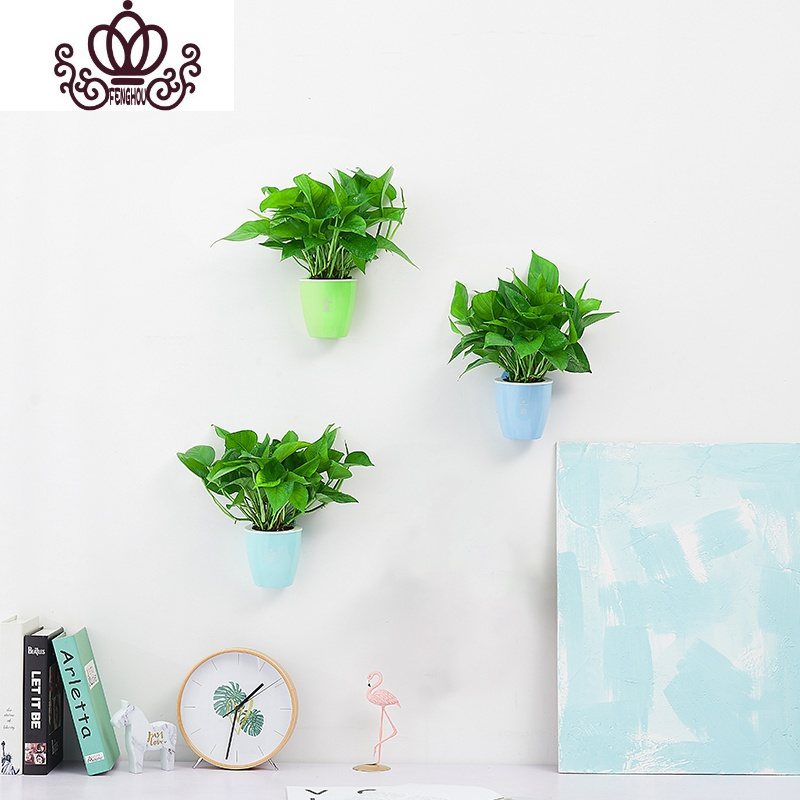封后绿航绿萝盆栽植物室内花卉水培好养客厅挂墙上花盆壁挂创意绿植3