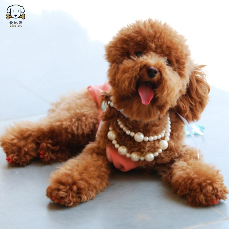 巨型贵宾犬幼犬 狗狗活体巨贵幼犬 纯种血统巨大型泰迪贵宾宠物狗 卷毛贵宾大型泰迪狗 健康保障 视频挑选高清大图