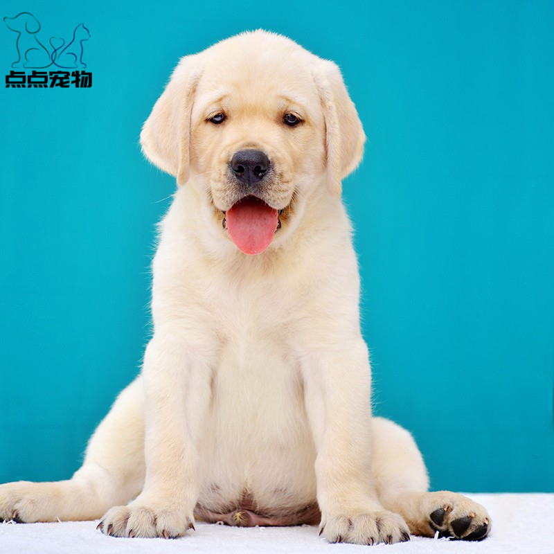 [点点宠物]宠物狗狗纯种拉布拉多犬幼犬 血统级拉布拉多 短毛家养健康宠物狗 高智商导盲犬黄色奶白色黑色可视频挑选高清大图
