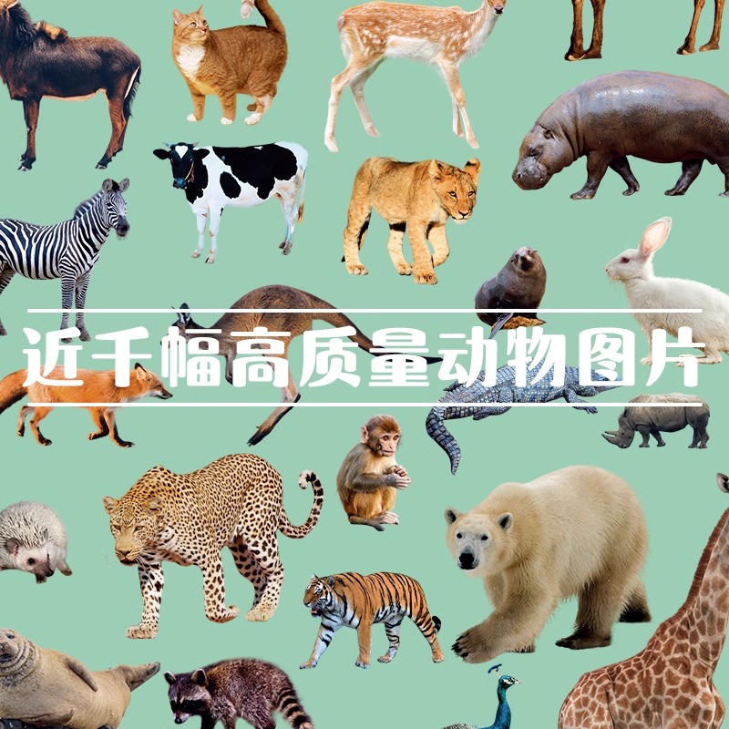 单本全册 [正版]争霸美育动物照片少儿美术课堂 2023当下少儿高清大图