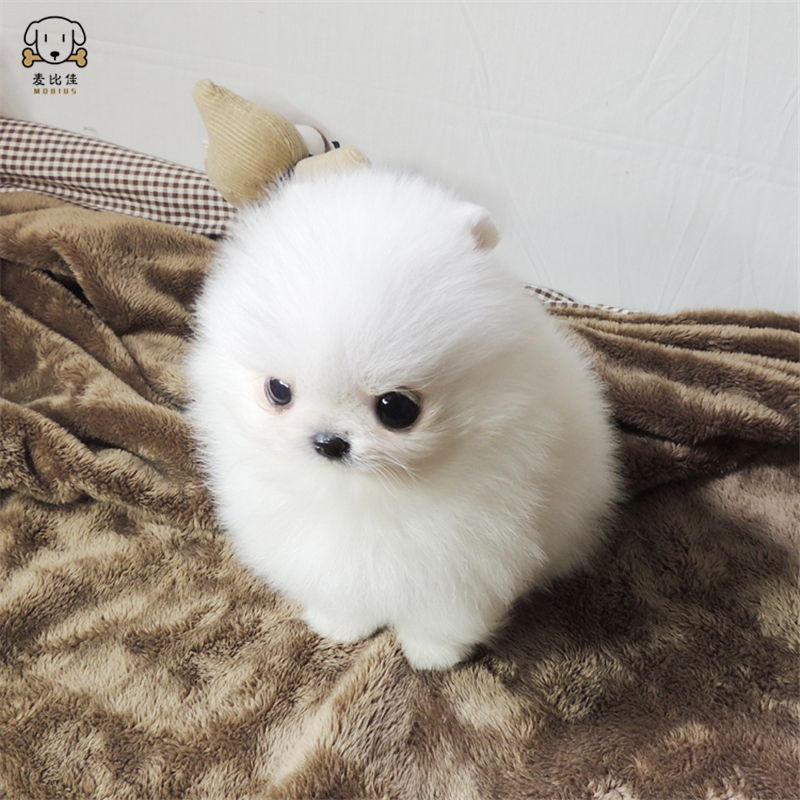麦比佳狗狗活体 纯种博美犬幼犬哈多利系球体博美俊介狗长不大茶杯犬玩具型迷你袖珍博美宠物狗微小体杯子狗高清大图