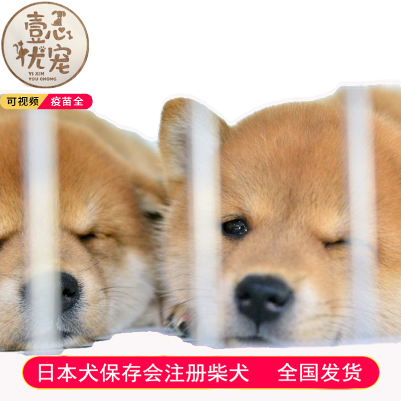 微笑狗 报价行情 排行 品牌 参数 怎么样 图片 商家 苏宁易购