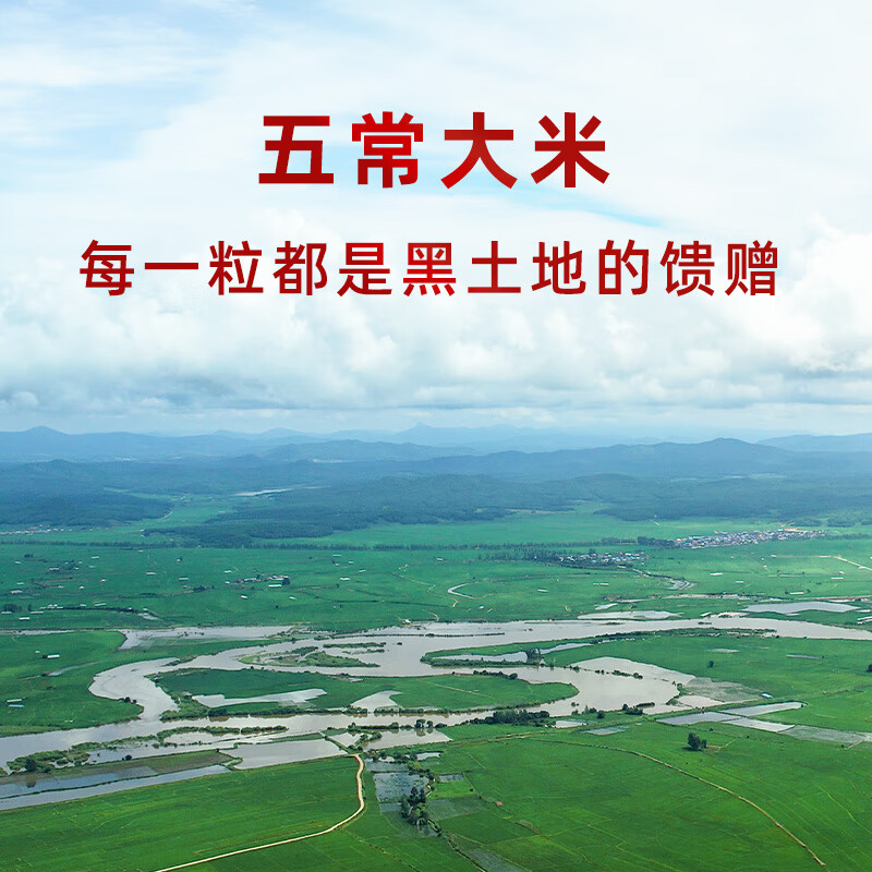 十月稻田苏北大米五常基地生态种植非转基因颗粒饱满香软可口高清大图