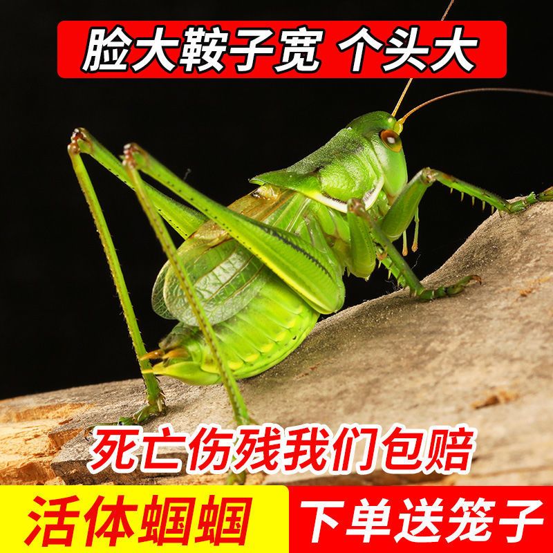 蝈蝈专用食3盒一只蝈蝈吃3月蝈蝈活铁蝈蝈鸣虫蝈蝈活体超大幼虫憨叫大