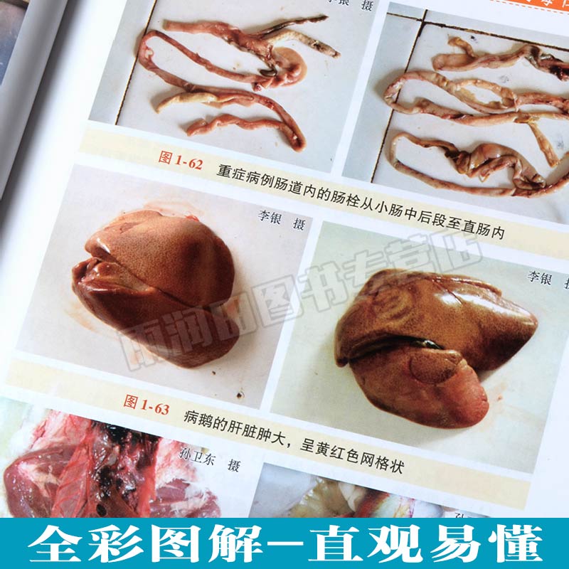 [醉染正版]鸭鹅病诊治原色图谱蛋鸭养殖技术养鸭书籍高效养鸭子疾病防治技术书籍肉鸭养殖场管理手册养鸭bi备药养鸭饲料养高清大图