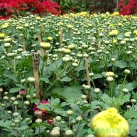 菊花苗盆栽菊花九月菊花菊花盆栽当年开花多个品种绿植6不含盆3不含盆