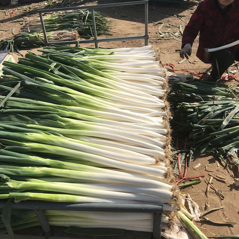 赛卡伊 山东大葱铁杆章丘大葱新鲜甜脆东北农家种现挖洋葱小香葱沙葱