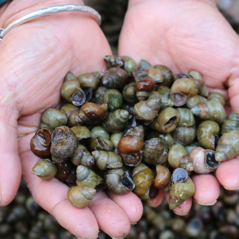 赛卡伊微山湖田螺螺蛳现捞到家现抓现发新鲜螺蛳田螺螺丝肉