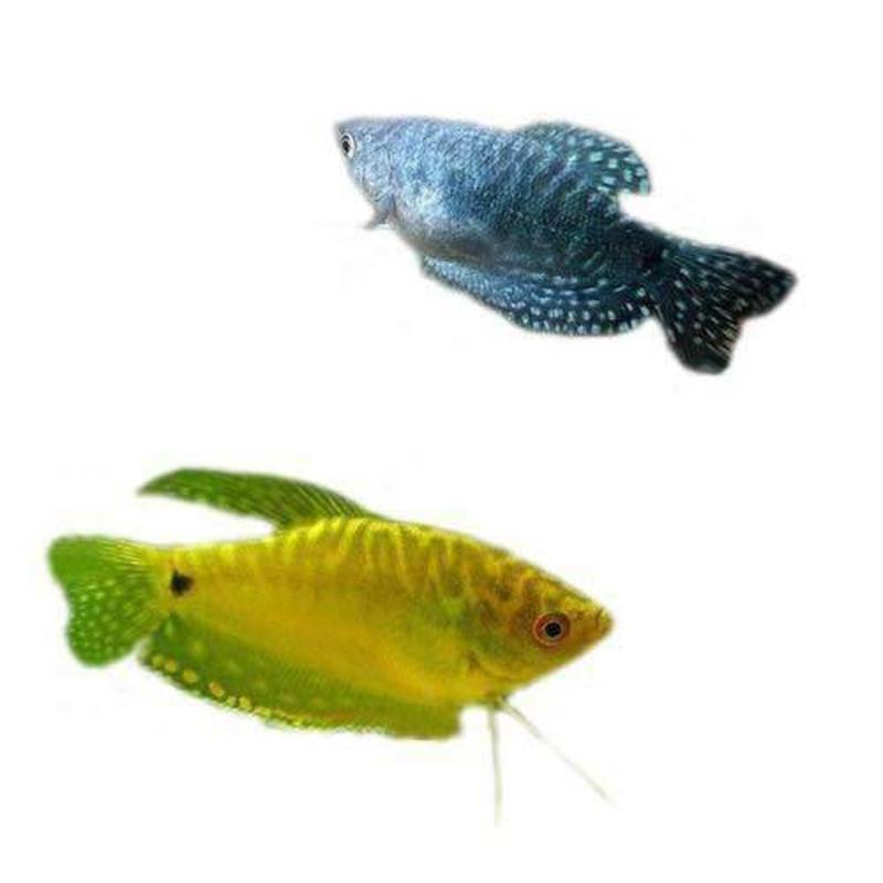 蓝曼龙黄曼龙五彩丽丽血丽丽珍珠马甲球曼龙球热带观赏活体蓝曼龙2送1