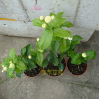 盆栽花卉绿植 正宗虎头茉莉 巴西茉莉花苗 浓香植物格拉斯白茉莉
