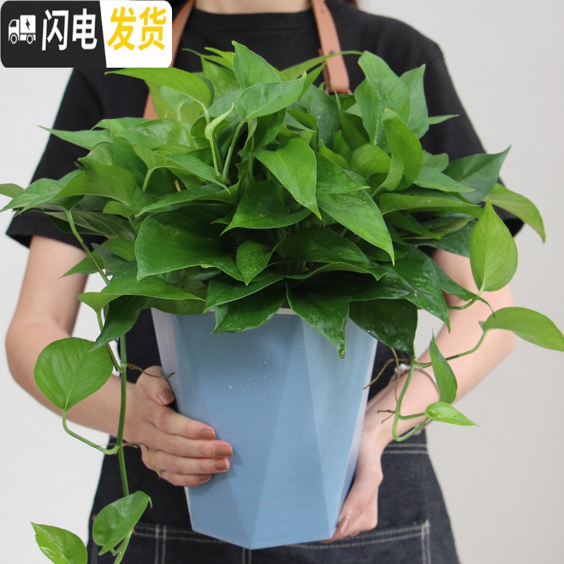 三维工匠免浇水花盆自吸水创意个性六角绿萝花盆室内小号可爱懒人花盆 北欧米 U05(内径10cm)花盆容器高清大图