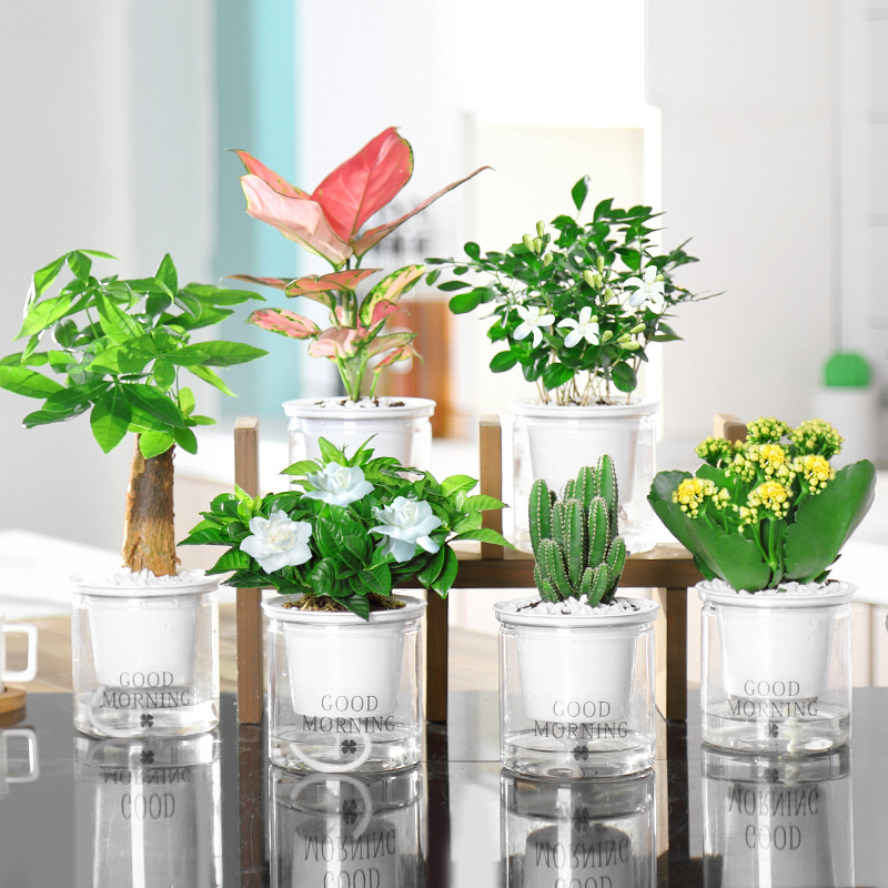 发财树办公室内弹痕小绿植栀子花卉绿萝水培富贵竹盆栽