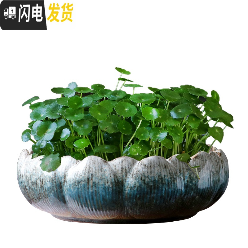 三维工匠铜钱花盆水仙花睡莲碗莲无孔家用陶瓷水养水培多肉大号 莲花瓣[21]蓝白(无孔) 大花盆容器