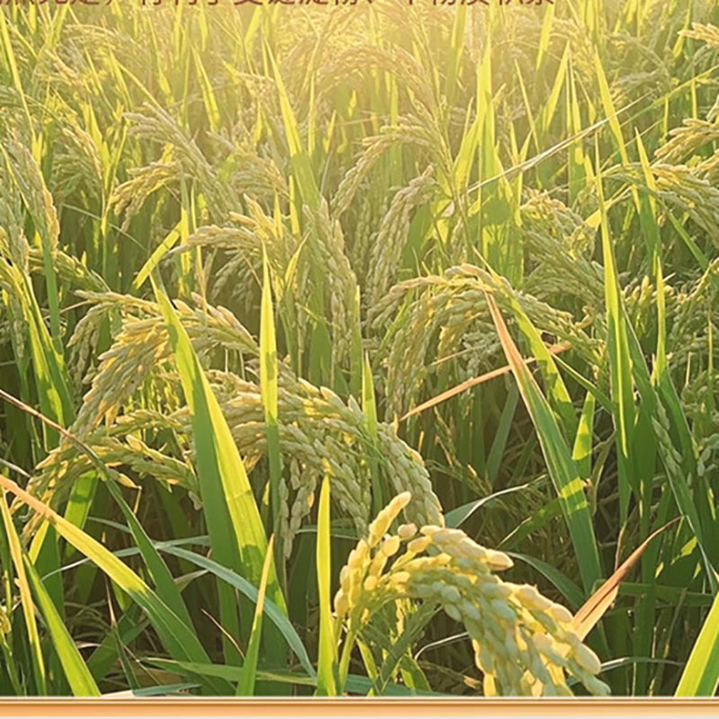 天地粮人 碱地香米 5kg/袋(单位:袋)高清大图