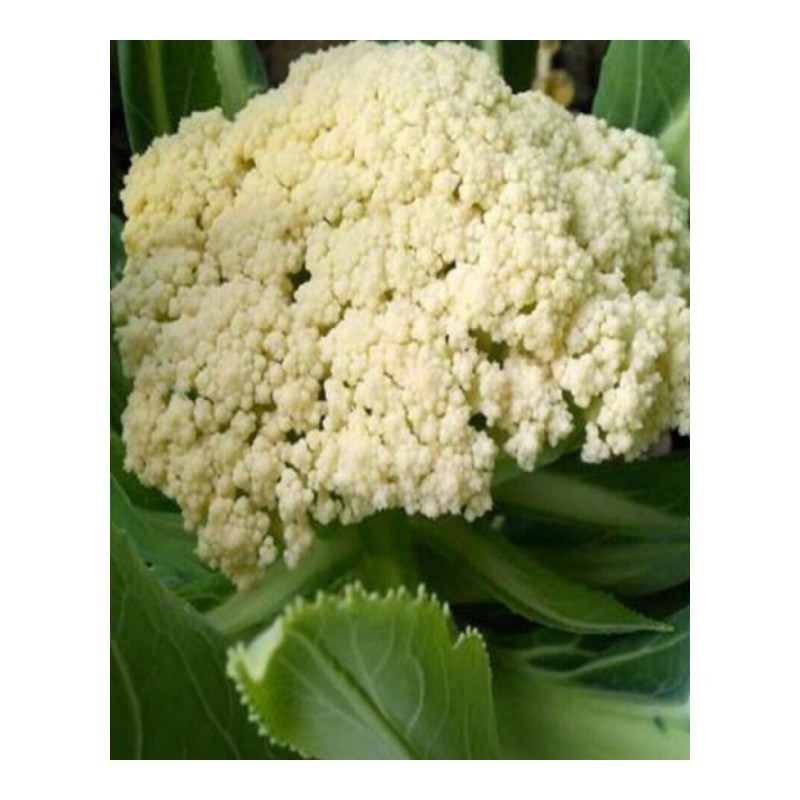 现采新鲜花菜当季农家自种有机菜花白菜花花椰菜青梗花3斤5斤