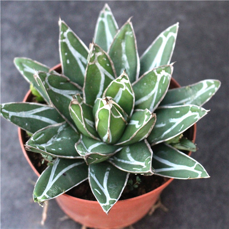 龙舌兰组合小盆栽大型多肉植物新手客厅装饰绿植雷神吉祥冠古达绿植