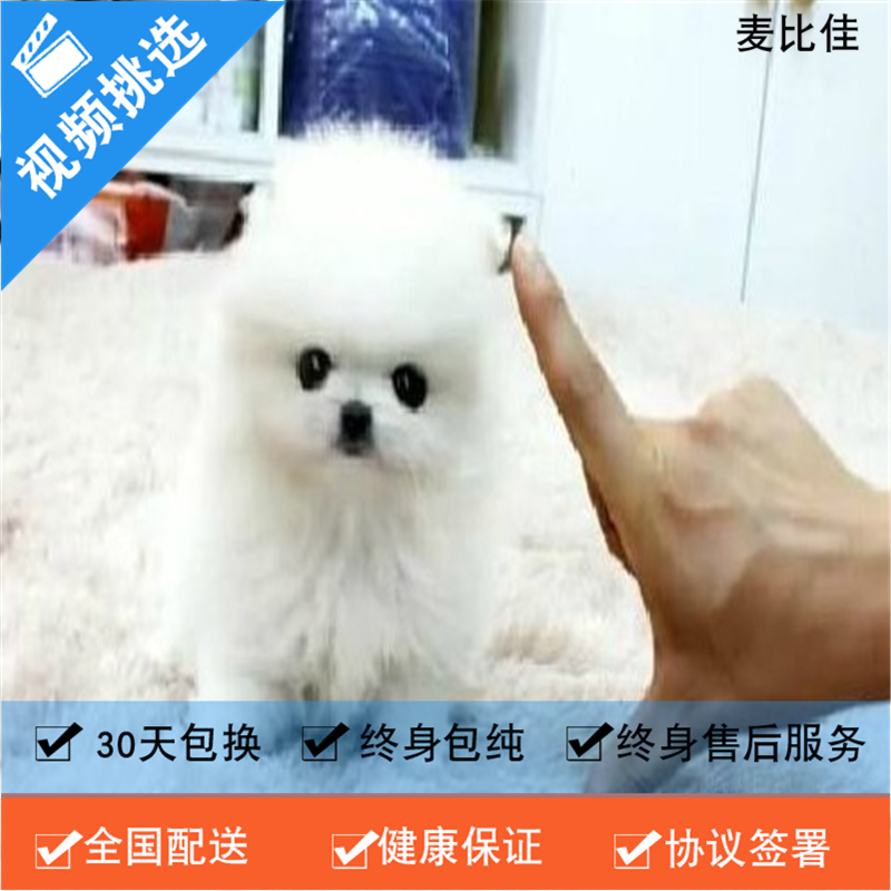 麦比佳 纯种哈多利系球体博美犬活体动物 茶杯博美犬 日系俊杰双血统长不大的茶杯狗白色博美犬 赛级博美犬活体狗狗纯种博美犬高清大图