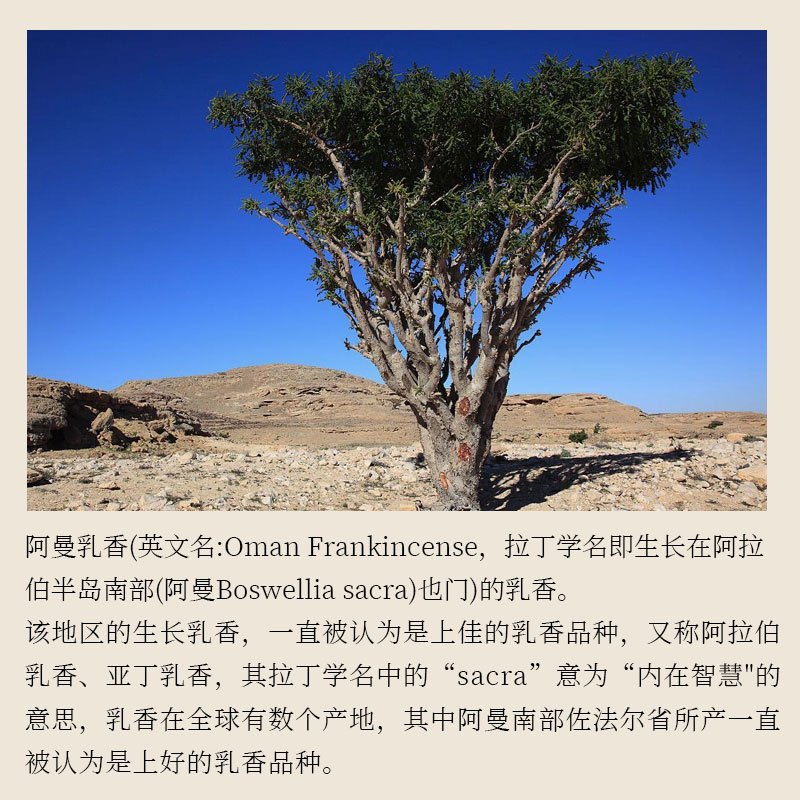 花叶果 [精油系列]阿曼皇家绿乳香精油5ml 净化心灵愉悦身心养护心血管的良药抗衰老神器