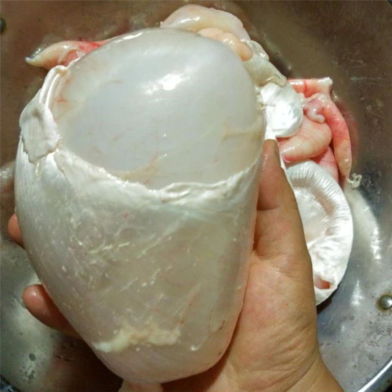 500g新鲜鱼泡鲤鱼鲢鱼草鱼杂鱼卵鱼籽鱼泡泡膘鱼肚膘胶活鱼现杀野生大鲤鱼新鲜鱼杂【鱼白鱼泡鱼籽】搭配套餐加冰块