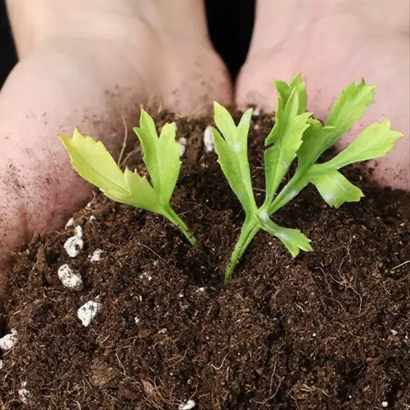 隆脉 花肥 桶高清大图