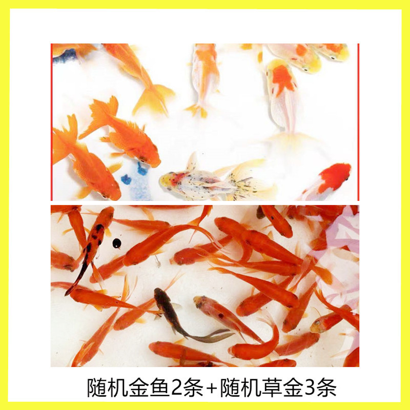 冷水鱼金鱼活体观赏鱼小金鱼活体金鱼苗合集淡水小型鱼包活特惠套餐 5条装报价 参数 图片 视频 怎么样 问答 苏宁易购