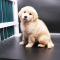 多多名宠金毛犬幼犬宠物狗狗金毛幼犬纯种大头金毛中大型犬幼崽