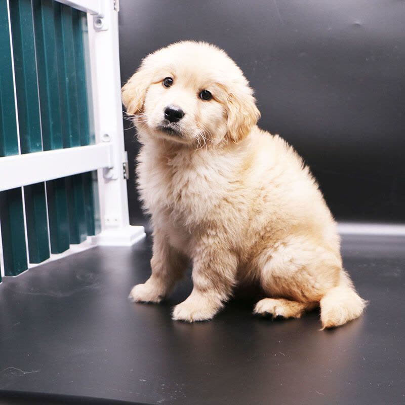 多多名宠金毛犬幼犬宠物狗狗金毛幼犬纯种大头金毛中大型犬幼崽图片