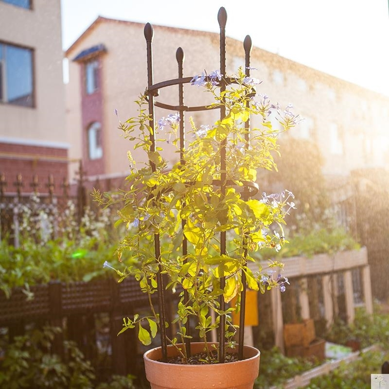 昙花架子支架固定蓝雪花爬藤架古达植物造型蟹爪兰架子支架多层花盆架
