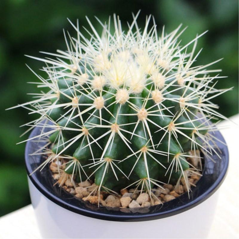 仙人球多肉植物组合仙人掌盆栽办公室桌面防辐射水培肉肉绿色植物盆小