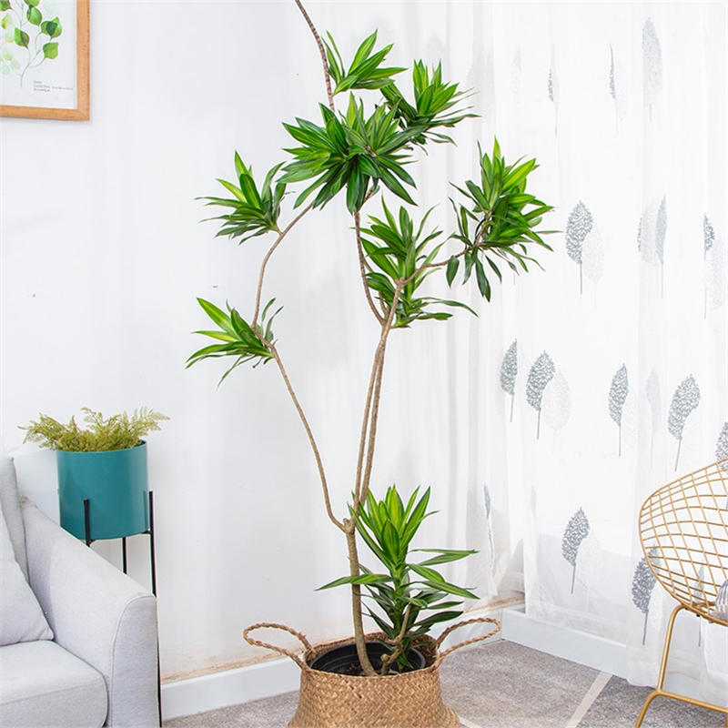 花知趣金心百合竹大盆栽室内好养植物金边老桩龙血树客厅网红绿植