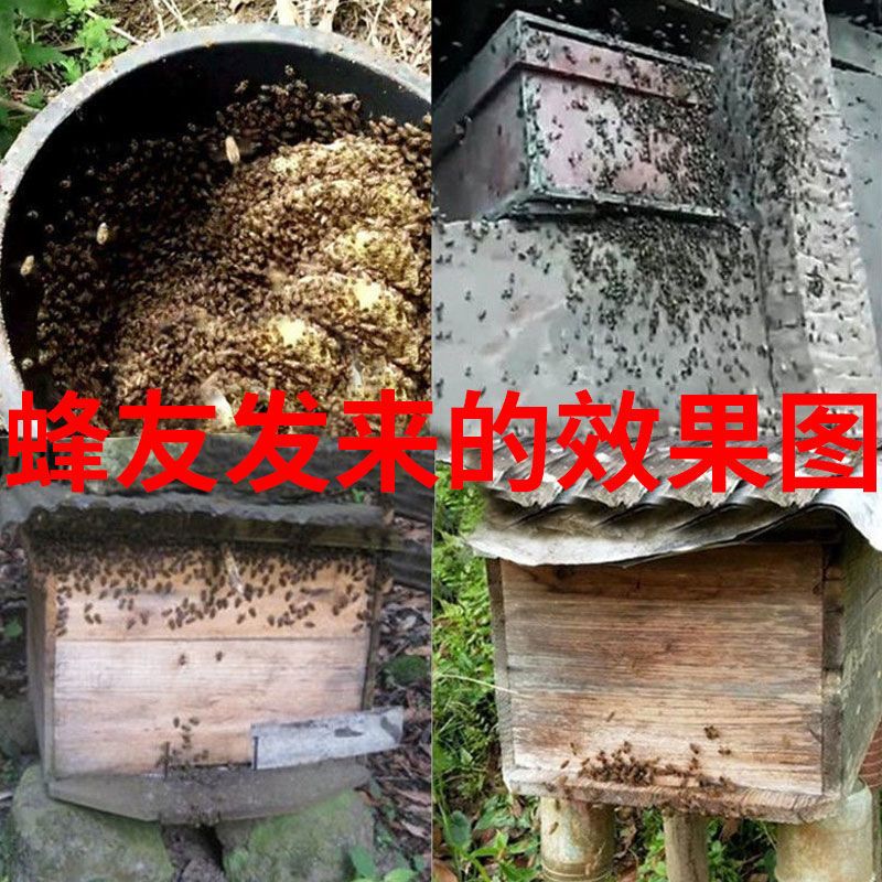 诱蜂水1瓶 诱蜂水野外招蜂水引蜂分蜂蜜蜂诱蜂水专用信息素收捕野外蜜蜂蜂王