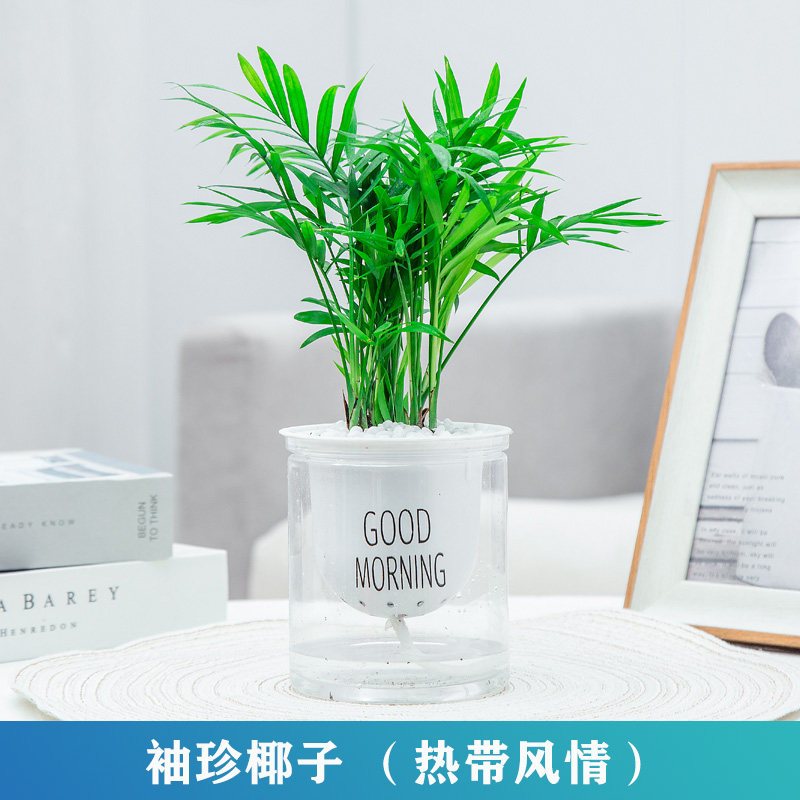 发财树盆栽花卉室内栀子花绿萝文竹办公室文竹小绿植多肉植物