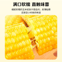 北纬47°黄糯鲜玉米200g*10/盒
